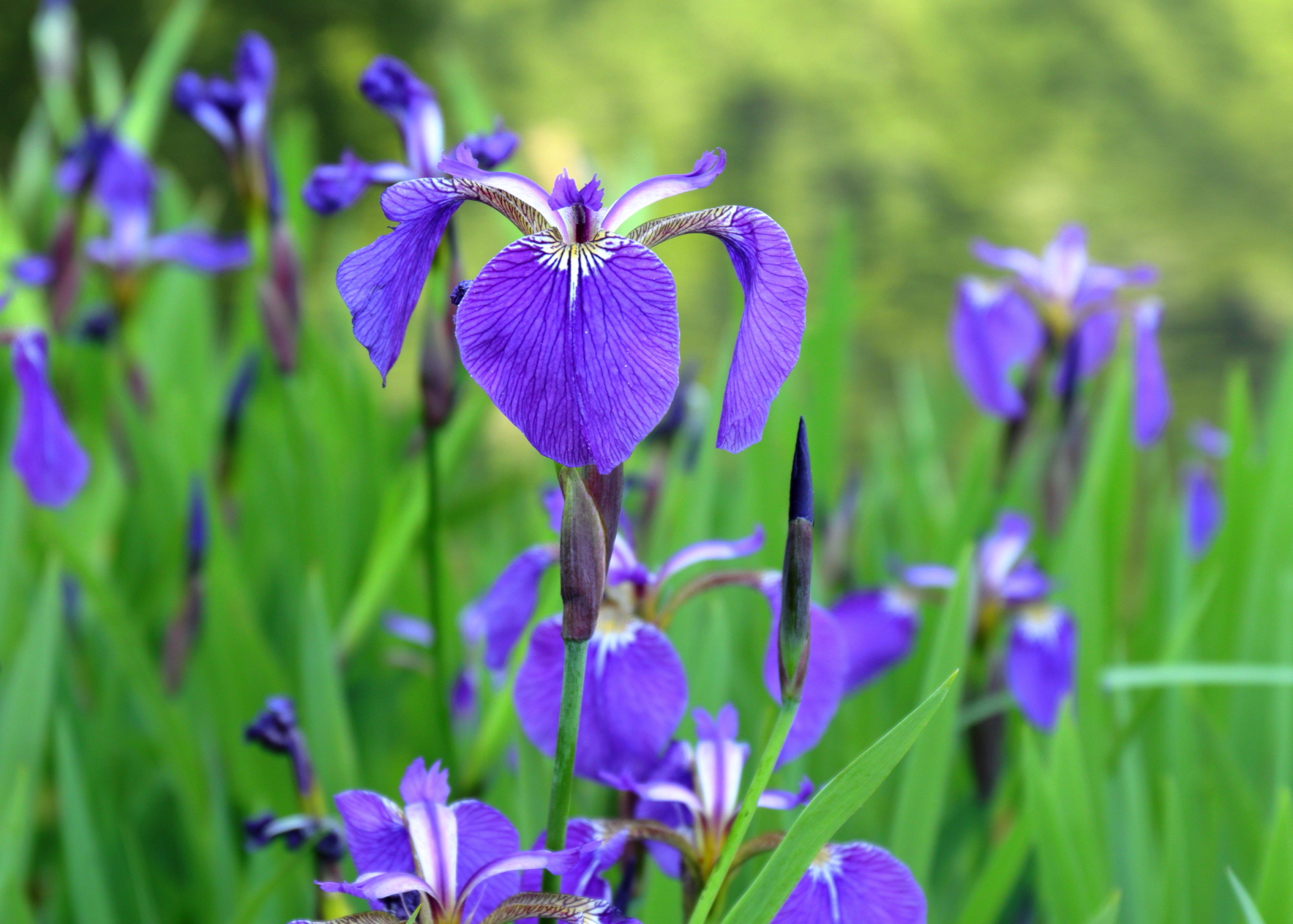 6月の花1