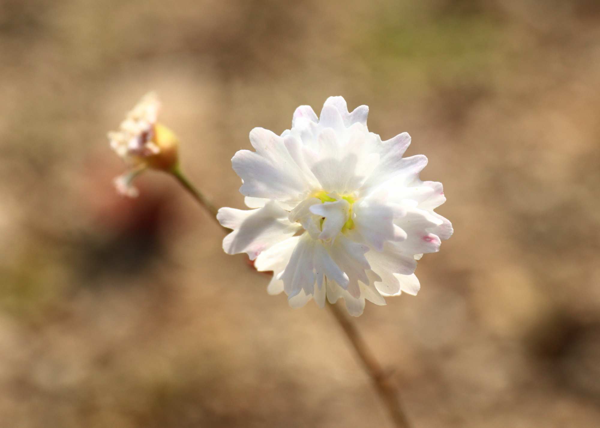 6月の花3