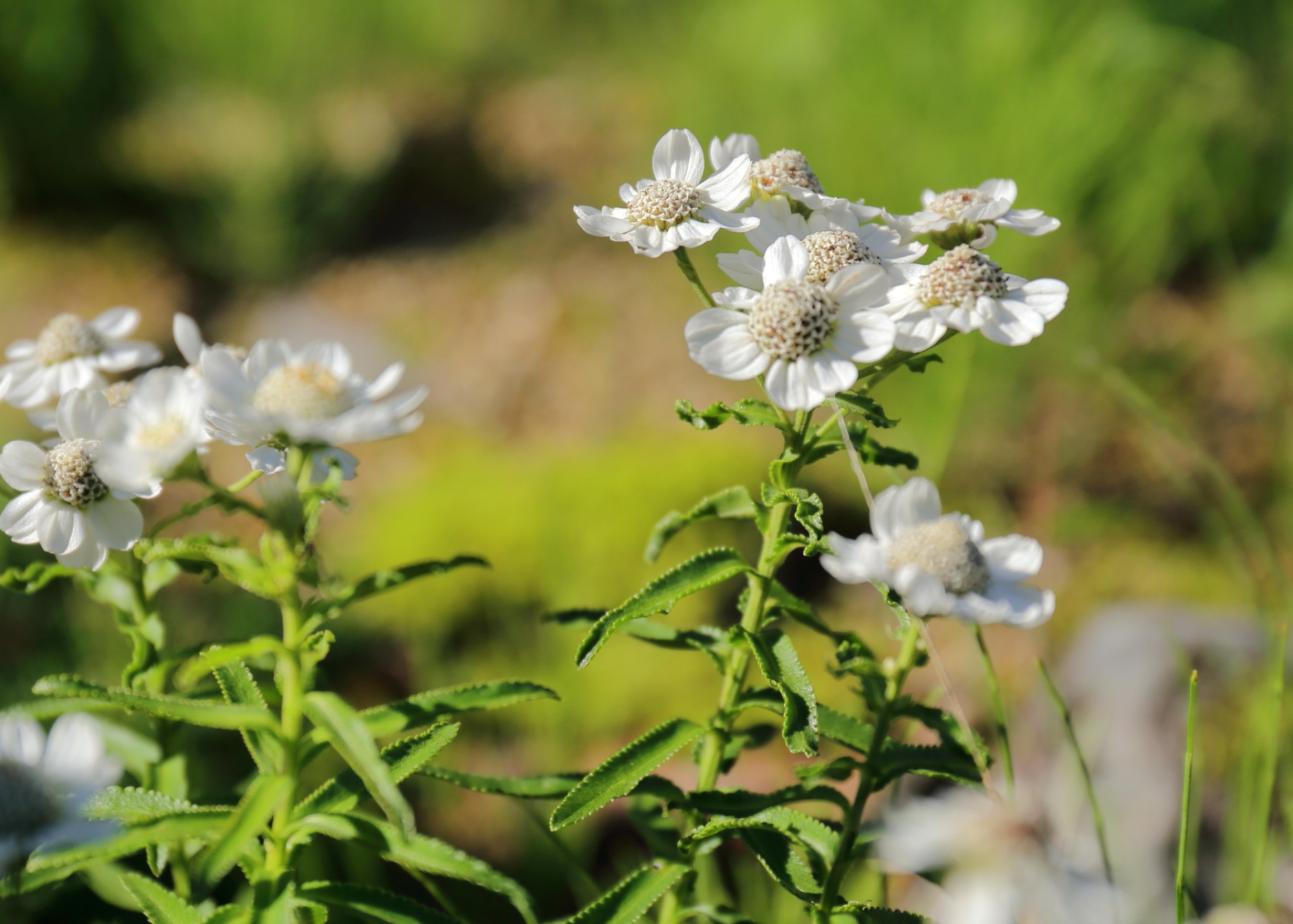 9月の花2