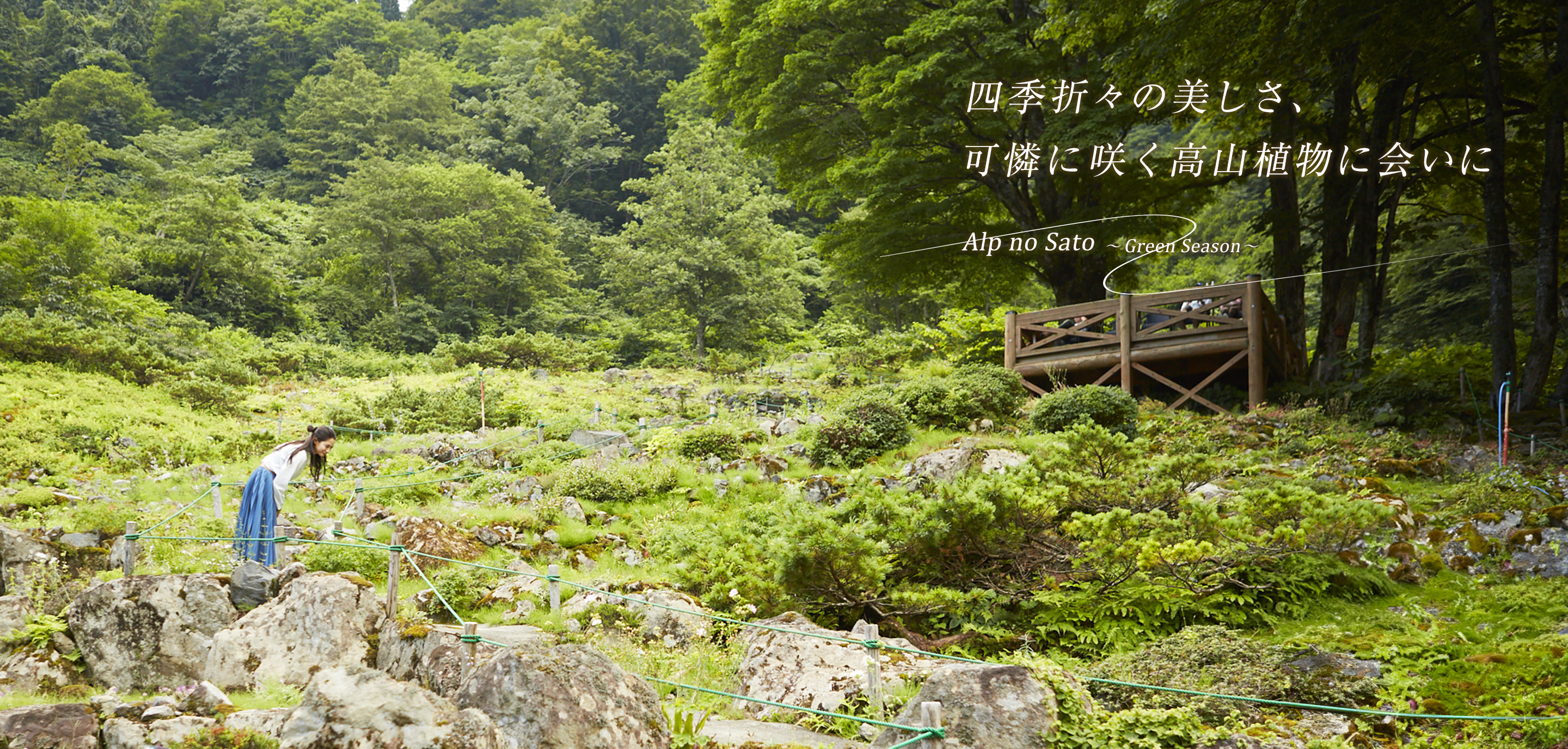 高山植物