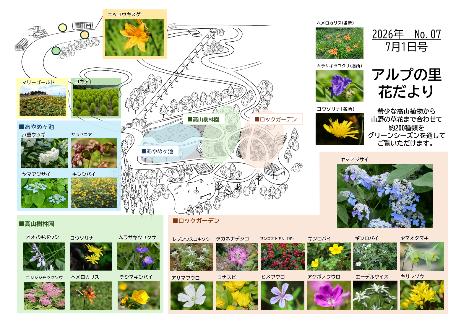 2026グリーンシーズン アルプの里 花だより ｜ 湯沢高原スキー場 